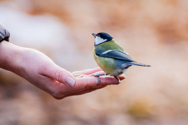 Titmouse sitting on woman hand. Autumn background.