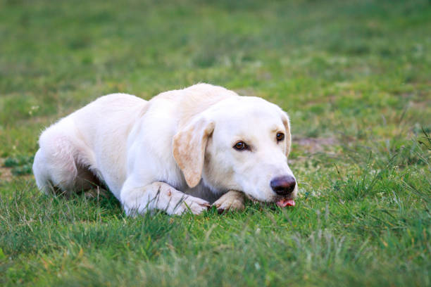 golden retriever, labrador. hund im park. - trained dog animals hunting labrador retriever golden retriever stock-fotos und bilder