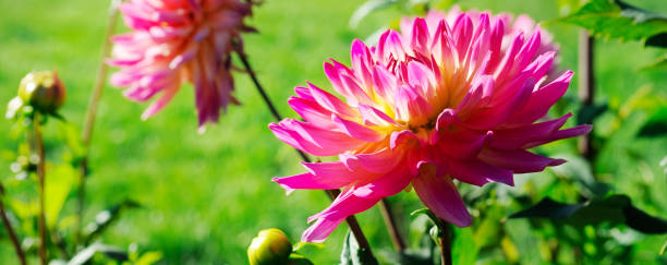 coloridas dalias en el jardín. macizo de flores en flor. - daisy multi colored flower bed flower fotografías e imágenes de stock