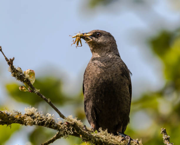 istock Cow Bird After Hunting 1188049221