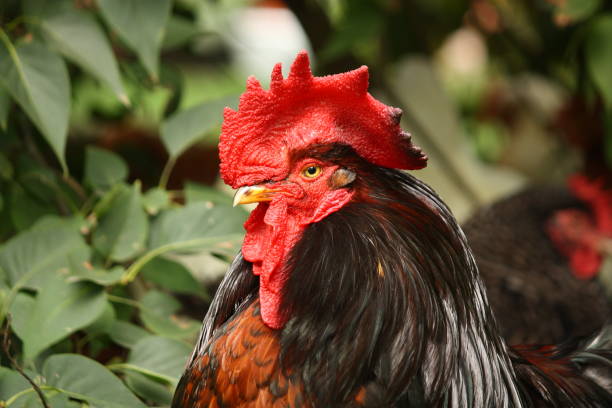 istock Black and red rooster portrait in summer 1188054334