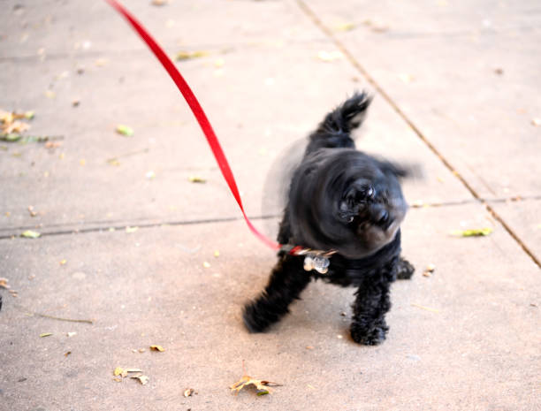 istock Black Havanese Puppy Shaking His Head 1188056963