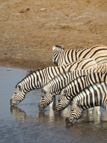 istock Animals in wildlife namibia july 2019 1188058002