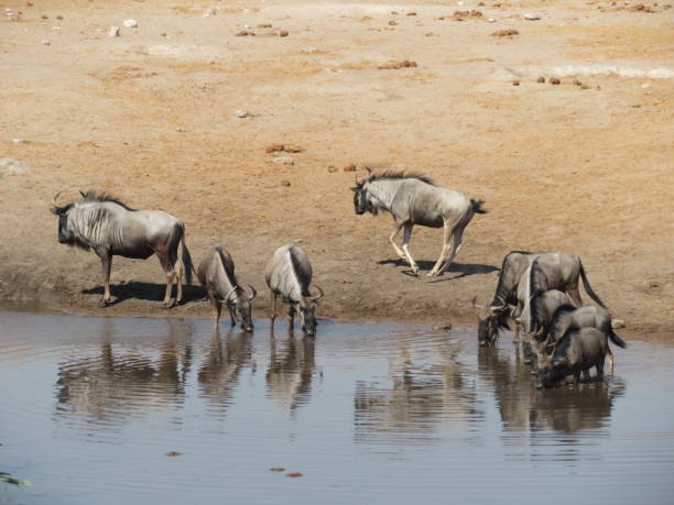 istock Animals in wildlife namibia july 2019 1188058025