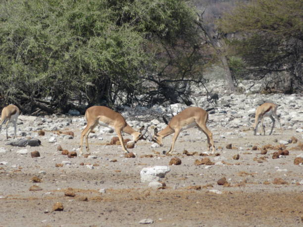 istock Animals in wildlife namibia july 2019 1188058030