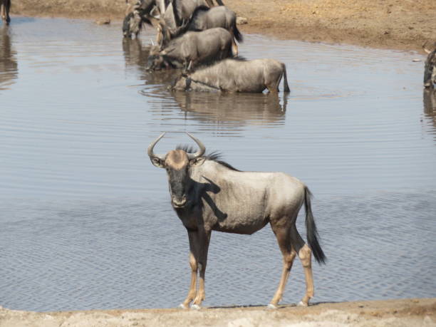 istock Animals in wildlife namibia july 2019 1188058151