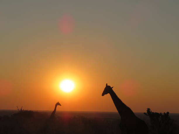 istock Animals in wildlife namibia july 2019 1188058194