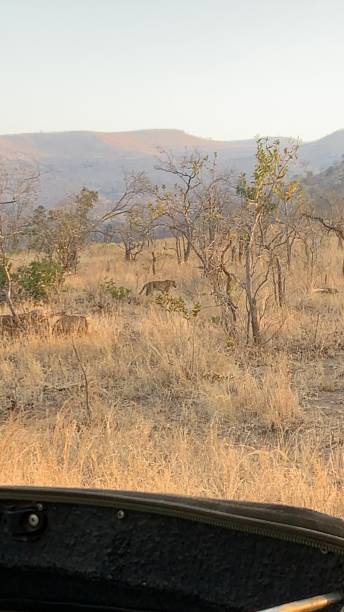 istock Animals in wildlife namibia july 2019 1188058210