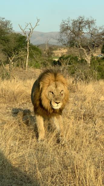 istock Animals in wildlife namibia july 2019 1188058245