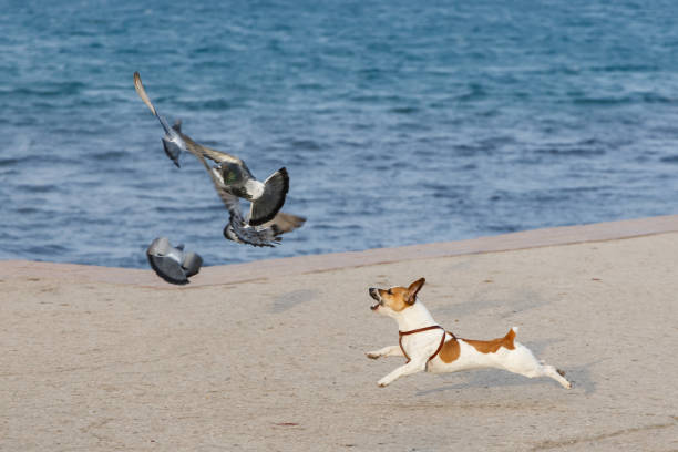 A dog splashing in the water and chasing seagulls at the ocean beach