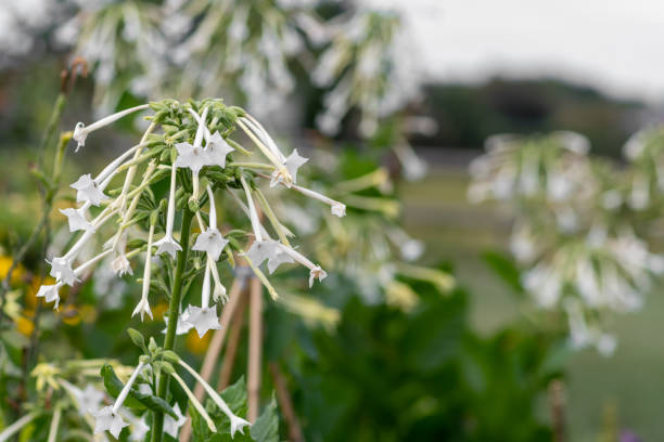 planta de tobaco (syvestris do nicotiana) - tobaco - fotografias e filmes do acervo