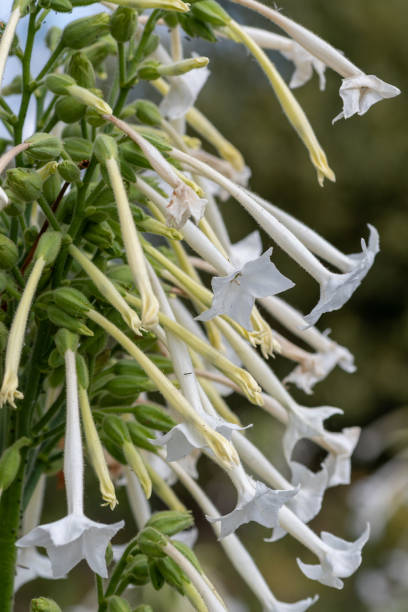 planta de tobaco (syvestris do nicotiana) - tobaco - fotografias e filmes do acervo