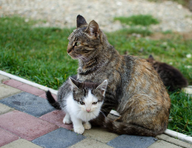 istock Funny little cat walking outdoors 1188061249