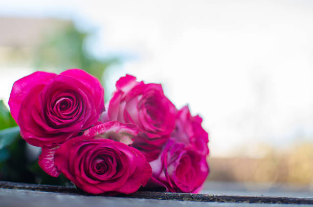 istock Beautiful fresh roses grow outdoors in the summer 1188061259