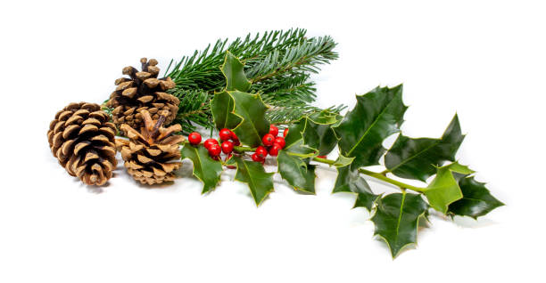 istock Christmas holly. aquifolium 1188062412