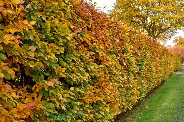 istock Hornbeam hedge in autumn, Carpinus betulus 1188064565