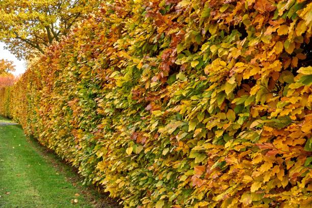 istock Hornbeam hedge in autumn, Carpinus betulus 1188064658