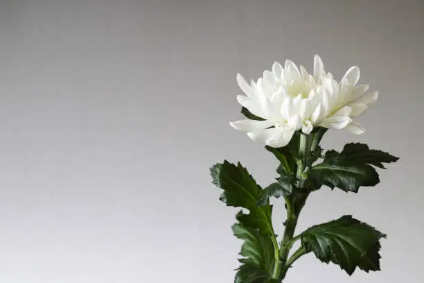 Photo of a white chrysanthemum in a gray gradation background