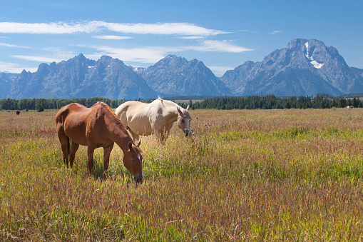 Wild horses on a vast pastures of Grand Teton National Park.