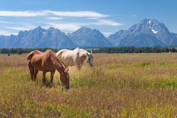 wild horses - teton range grand teton national park mountain rural scene imagens e fotografias de stock