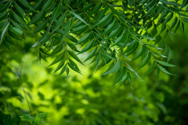 azadirachta indica - um ramo de folhas de árvore neem. medicina natural. - azadirachta indica - fotografias e filmes do acervo