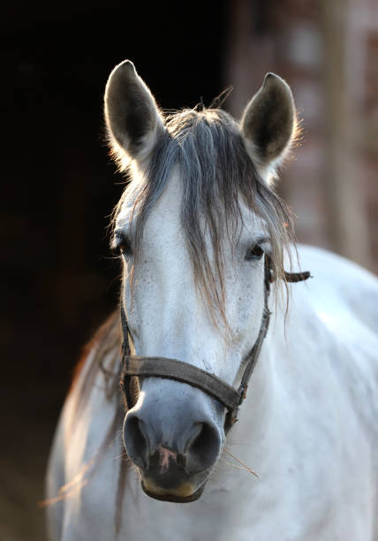 istock Gray colored mare looking over the electric corral fence 1188067834