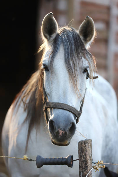 istock Gray colored mare looking over the electric corral fence 1188067835