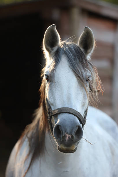 istock Gray colored mare looking over the electric corral fence 1188067836