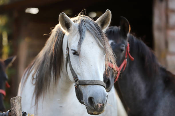 istock Gray colored mare looking over the electric corral fence 1188067838