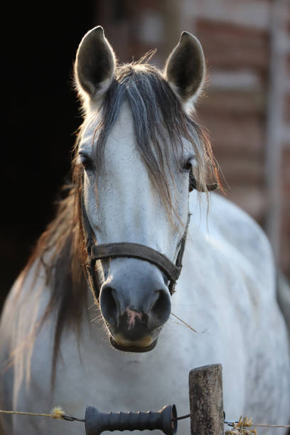 istock Gray colored mare looking over the electric corral fence 1188067839