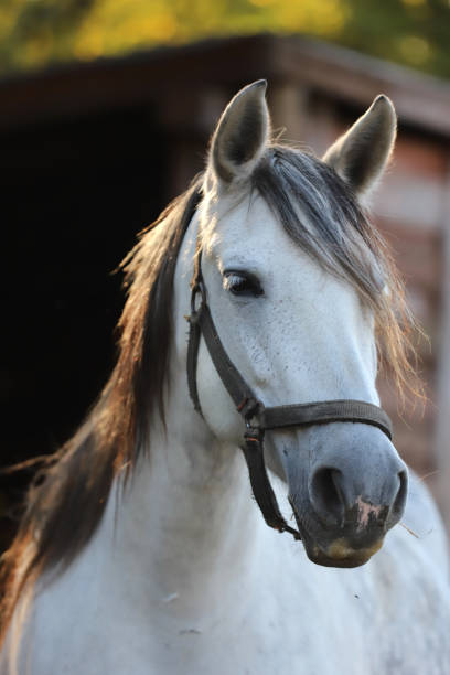 istock Gray colored mare looking over the electric corral fence 1188067840
