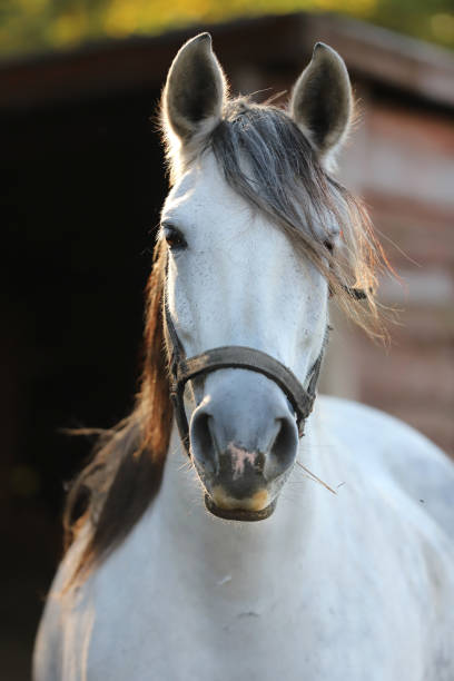 istock Gray colored mare looking over the electric corral fence 1188067841