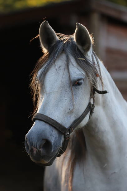 istock Gray colored mare looking over the electric corral fence 1188067843
