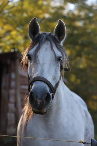 istock Gray colored mare looking over the electric corral fence 1188067844