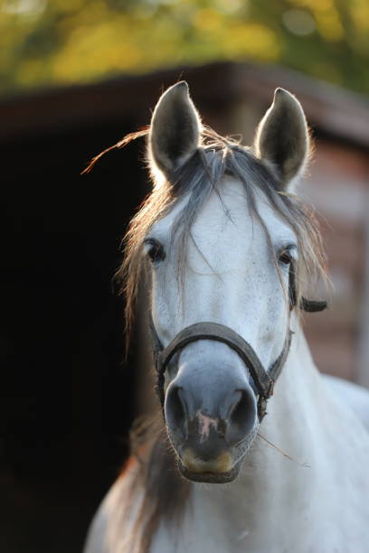 istock Gray colored mare looking over the electric corral fence 1188067845