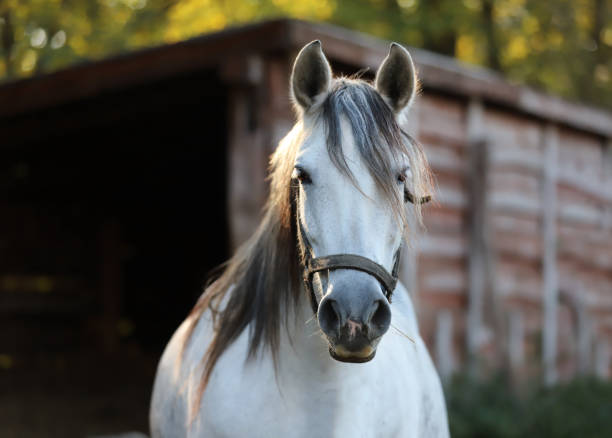 Gray colored mare looking over the electric corral fence