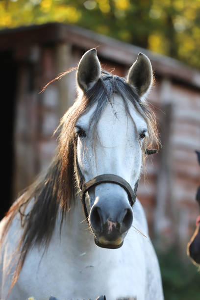 istock Gray colored mare looking over the electric corral fence 1188067854