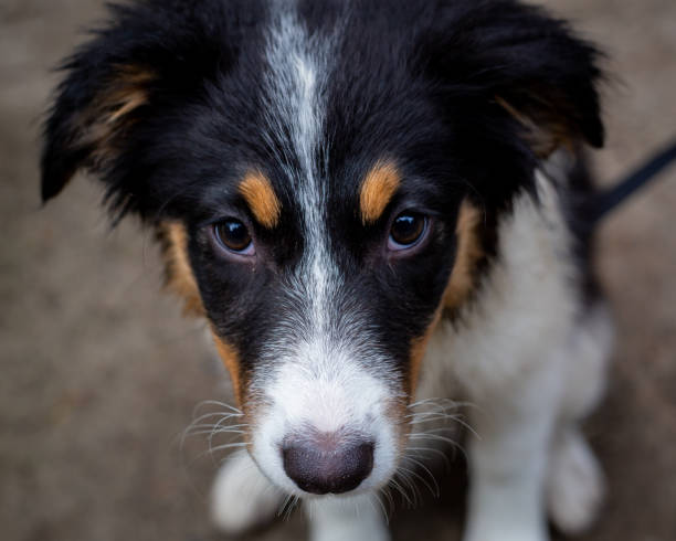 istock Small cute puppy looking at camera 1188068599