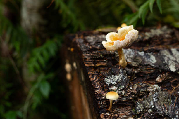istock Mushrooms in a lush forest 1188068723