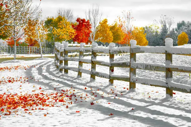 Autumn trees in snow with classic wooden fence, stunning red, orange and yellow trees ablaze with fall colors