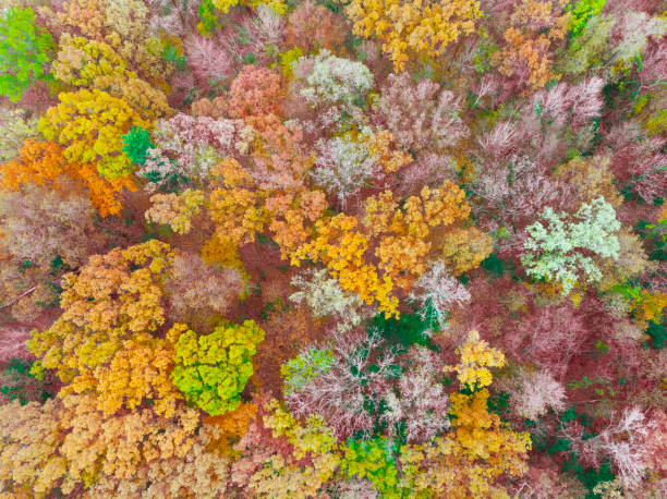 istock Northern Wisconsin's colorful forests. 1188070619