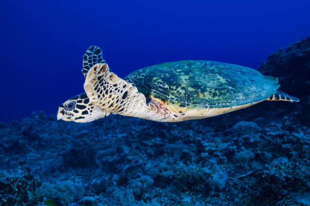 istock Hawksbill Turtle Eretmochelys imbricata, Critically Endangered Species, Peleliu, Palau, Micronesia 1188072130