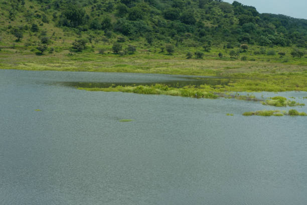 istock nature purity grass on the river bank 1188077703