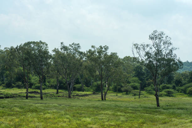 istock Landscape with mountains, trees and a river in front 1188079926