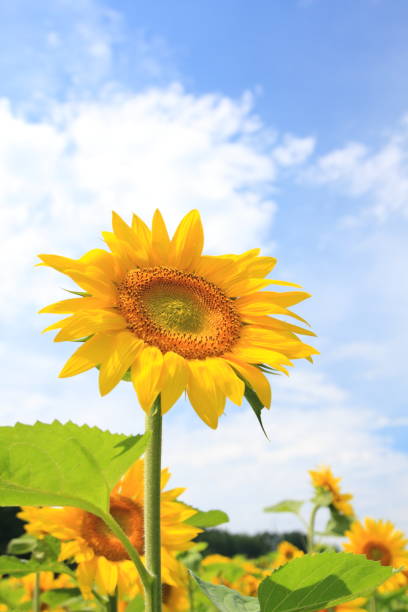 istock A sunflower in full bloom facing up 1188082527