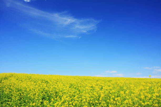 黄色いマスタードフィールドと深い青空 - agriculture beauty in nature flower clear sky ストックフォトと画像