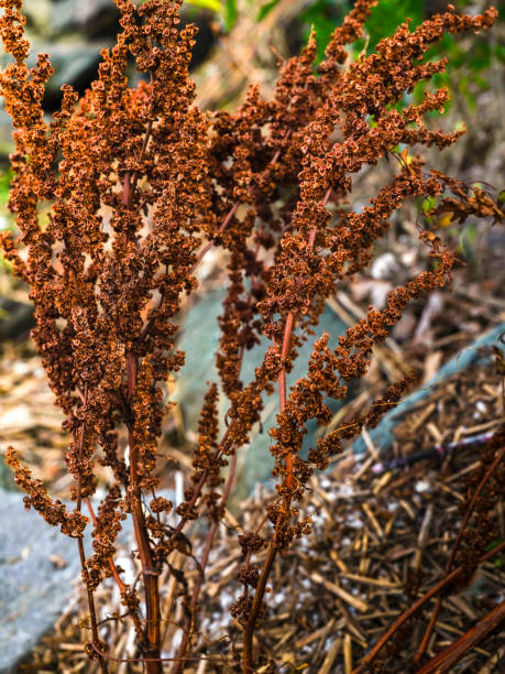 istock Dried reddish brown autumn weeds 1188088783
