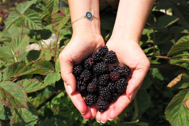 istock a handful full of blackberries 1188090332