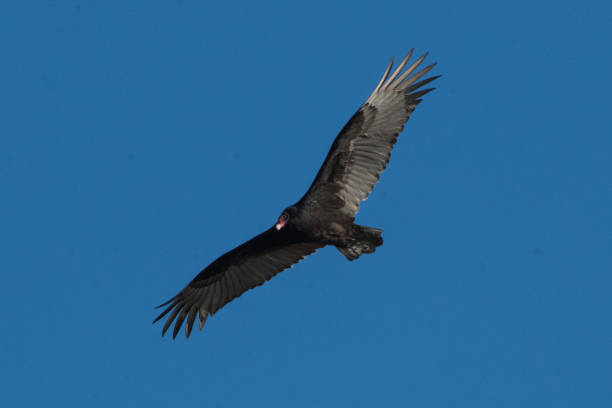 istock Bird of Prey in Flight 1188093421