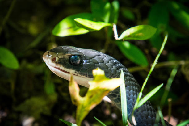 istock Snake head Amongst Leaves 1188093452